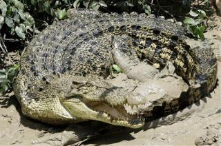 'Human Stupidity' Blamed After Crocodile Gets Woman