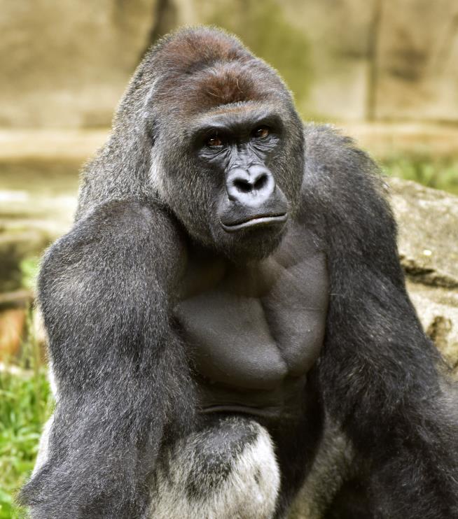 'Justice for Harambe': Gorilla's Killing Stays Heated