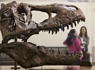 T. Rex May Have Had Lips to Hide Its Ferocious Teeth