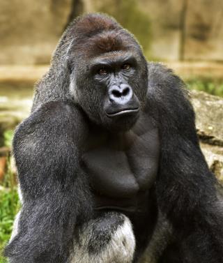 No Charges in Gorilla Case