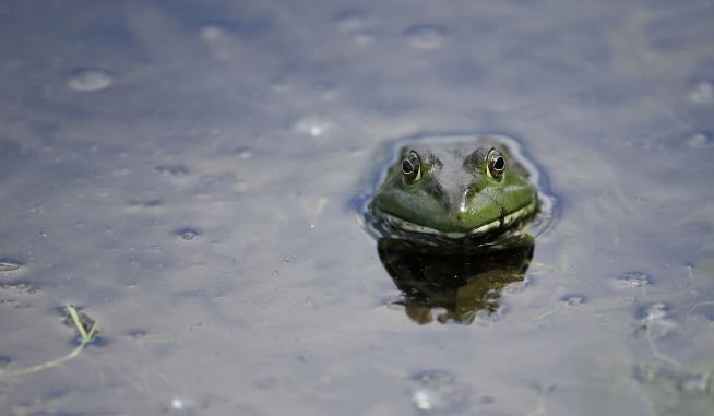 Frog Love: 5 Most Incredible Discoveries of the Week