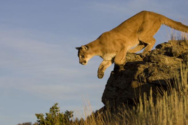 Mom Saves Son From Mountain Lion Attack