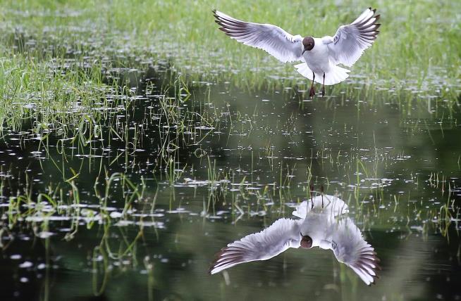 Uh Oh: Seagulls Carrying Drug-Resistant Superbug