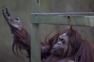Zoo Closing After 140 Years to Give Its Animals a Better Life