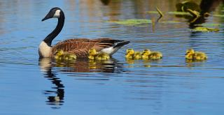 Md. County to Kill Pesky Geese, Donate to Food Bank
