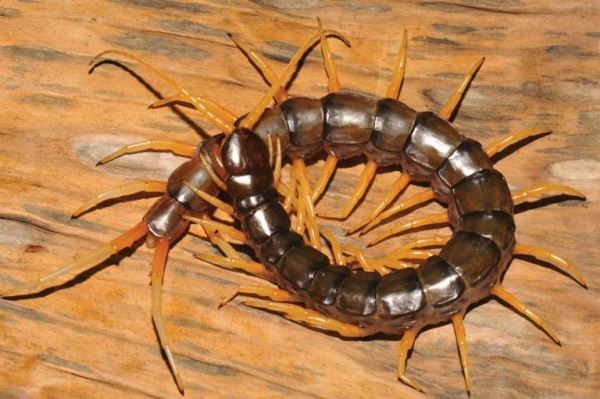 Scientists Find Amphibious Centipede—and It's Horrible