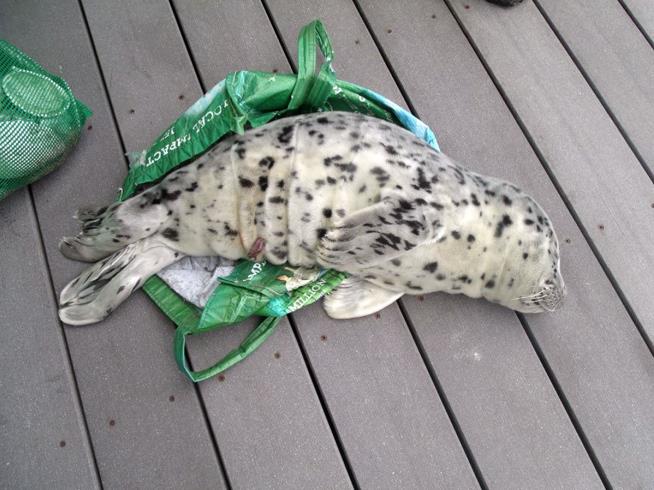 2 Harbor Seal Pups Die After Beachgoers Take Them Home