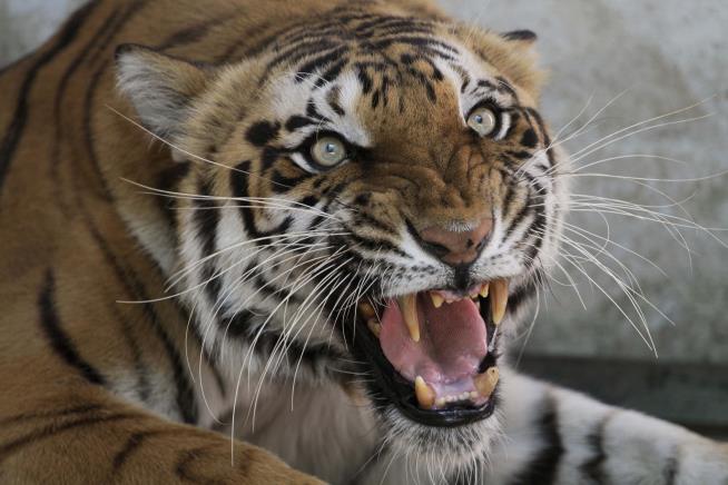 Tiger Kills Spanish Zookeeper
