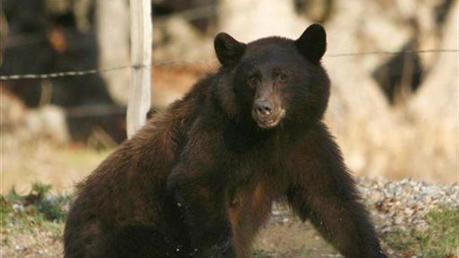 Black Bear Tangles With the Wrong Ex-Boxer