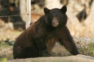 Black Bear Tangles With the Wrong Ex-Boxer
