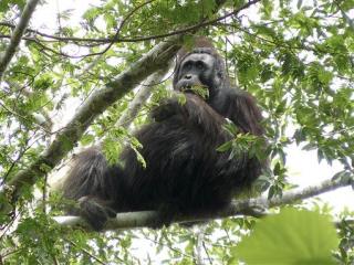 Wild Orangutans Now Critically Endangered