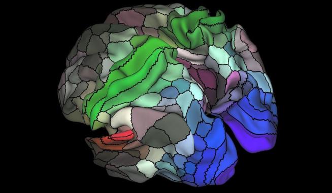 Scientists Map 97 New Areas of the Human Brain