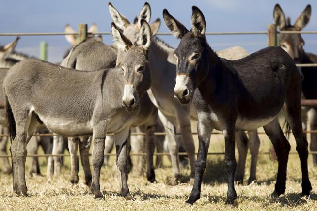 The World's Most Expensive Cheese Comes From Donkeys