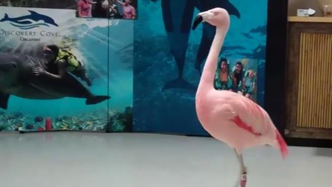 Busch Gardens' Flamingo Dies After Alleged Attack by Park Visitor