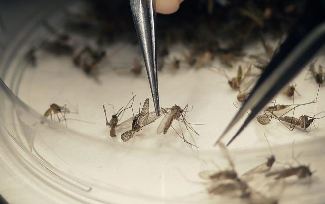 Texas Sees 1st Death Linked to Zika