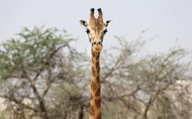 3 Rare Giraffes Killed Over Their Tails