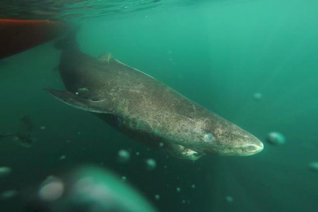 Meet the Shark That May Live for 500 Years