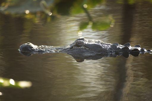 Alligator Nearly Bites Off Florida Woman's Hand