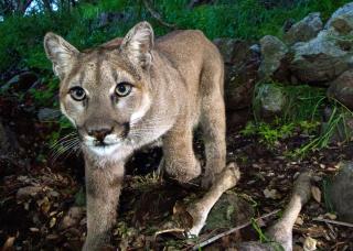 Family Saves 4-Year-Old Girl From Mountain Lion