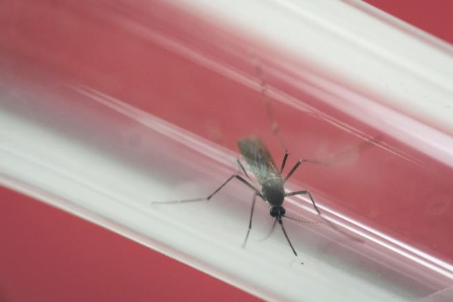 Sources: Zika Is Spreading in Miami Beach