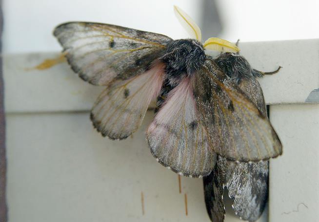 Entomologist Returns Library's Moth Book 60 Years Late