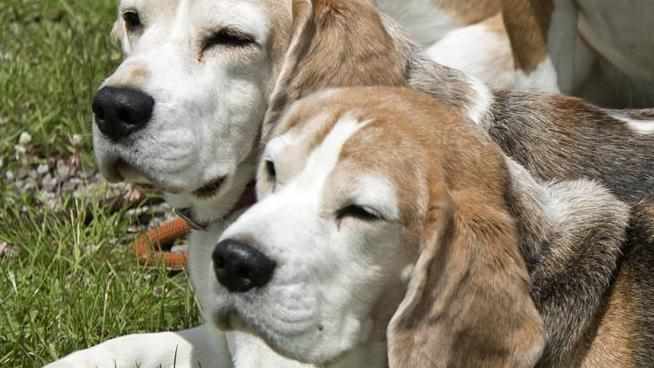 Researchers Under Fire for Study That Left 6 Beagles Dead