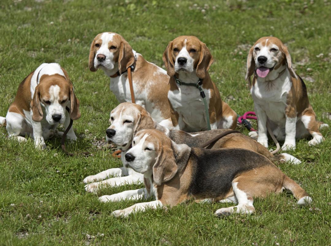 Researchers Under Fire for Study That Left 6 Beagles Dead