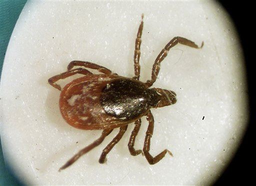 'That Is Not a Good Thing': Exotic Ticks Reach Alaska