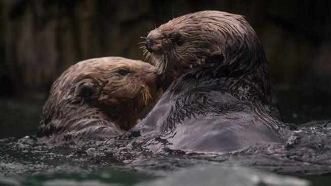 Someone Is Killing Calif. Sea Otters, and They're Protected