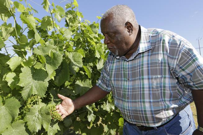 In Tough Cleveland 'Hood, a Vineyard Grows Hope