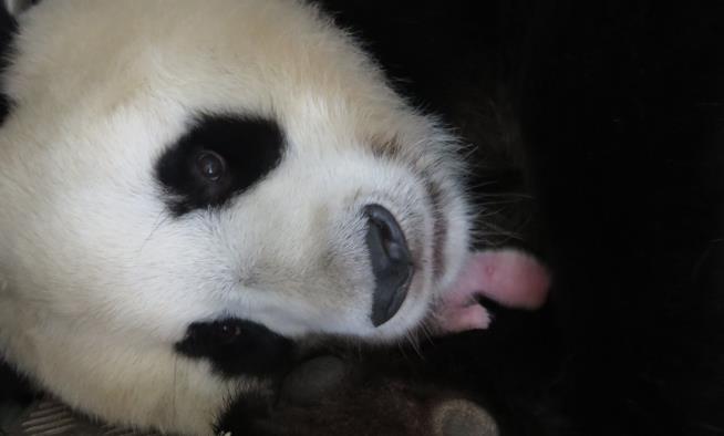 Pandas Now Off the Endangered List