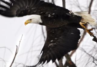NYC May Have First Native Eagle in 100 Years