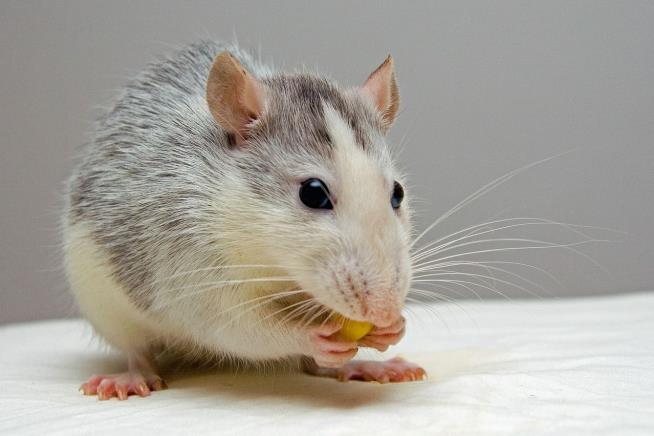 Scientists Flick Switch, Boozy Rats Stop Drinking