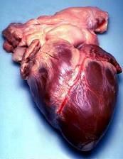 Heart in Plastic Bag Found in Ohio Field