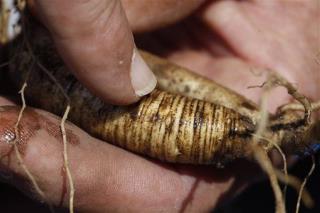 China's Hunger for Ginseng Is Wiping It Out in Appalachia