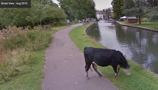 A Blurred Cow Has the Internet in Stitches