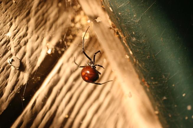 To Avoid Widows' Kiss of Death, Male Spiders Chase Young Girls