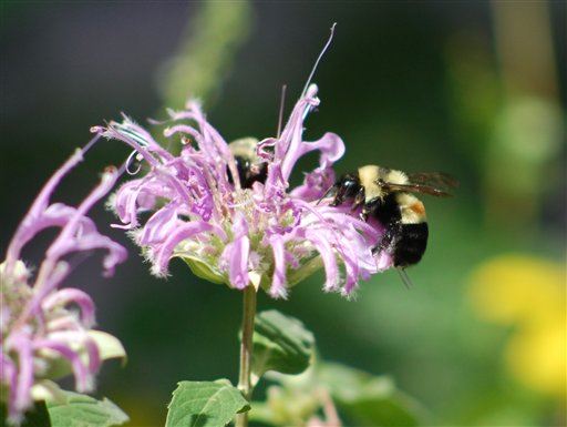 US Bumblebee Species Headed for Endangered List