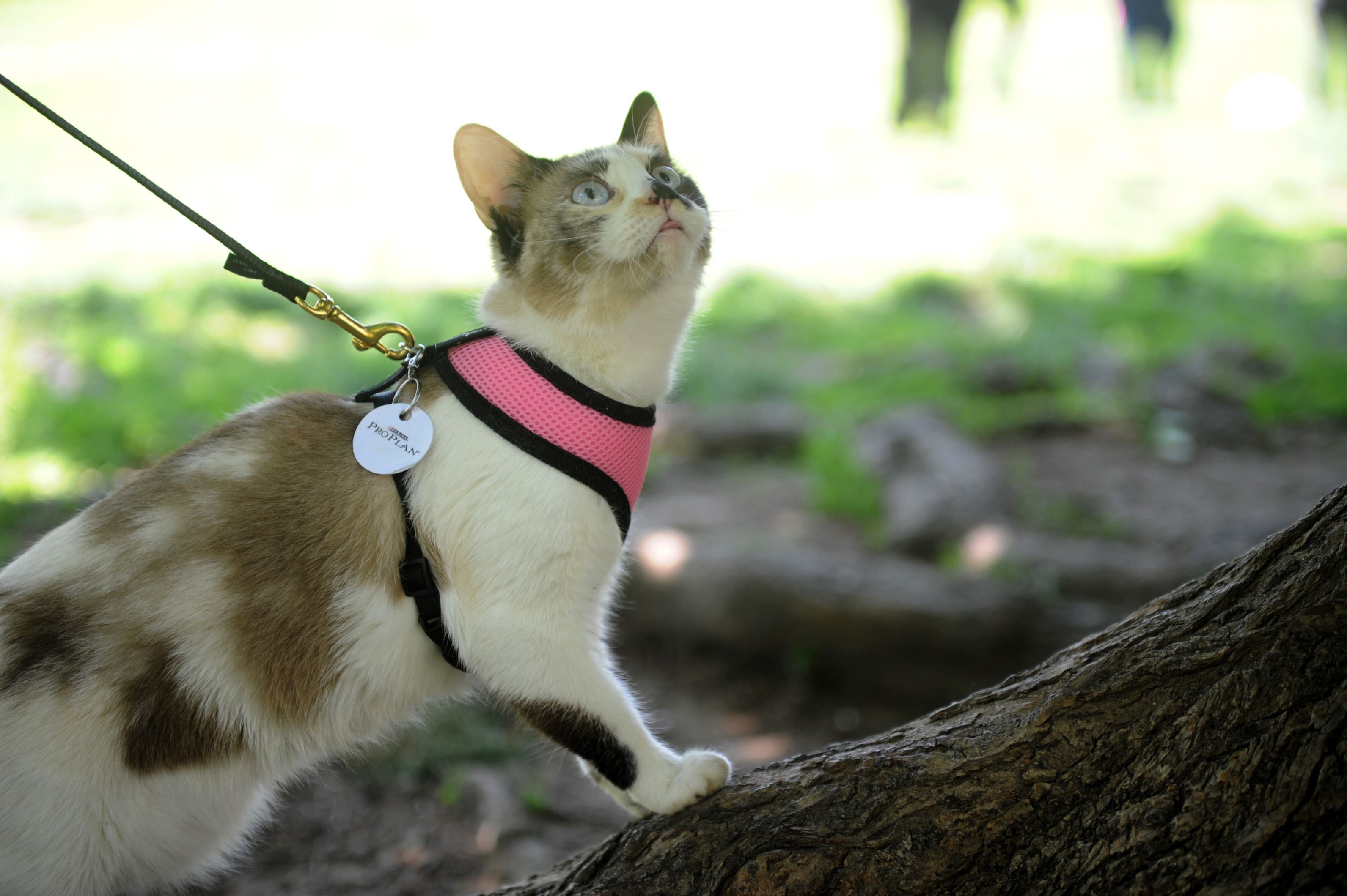 City May Start Requiring Leashes For Cats City May Start Requiring Leashes For Cats