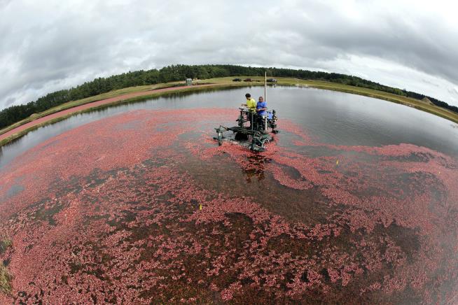 Cranberry Farming in Crisis as It Turns 200