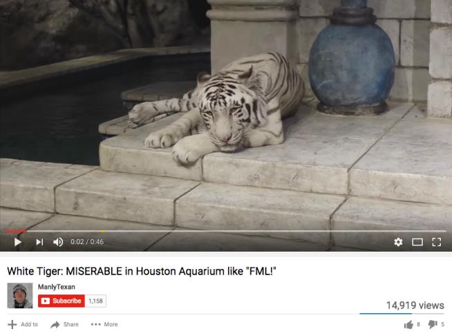 Activists Threaten to Sue Aquarium Over Tiger 'Dungeon'