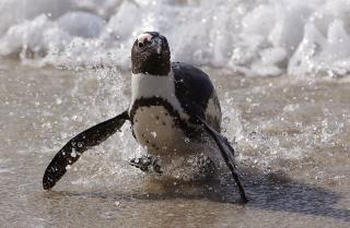Activists May Have Accidentally Doomed Penguin