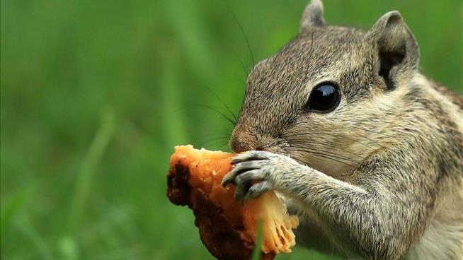 Squirrels Prove It: Females Do All the Work, Guys Lay Around