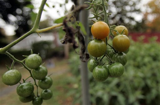 Why Organic Tomatoes Are Better for You