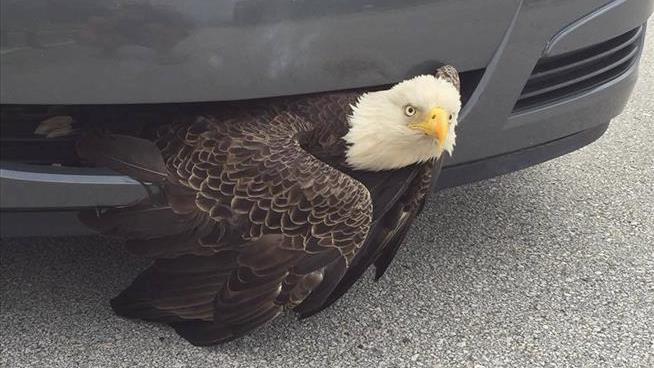 Bizarre Post-Hurricane Rescue: Bald Eagle Stuck in Car Grille