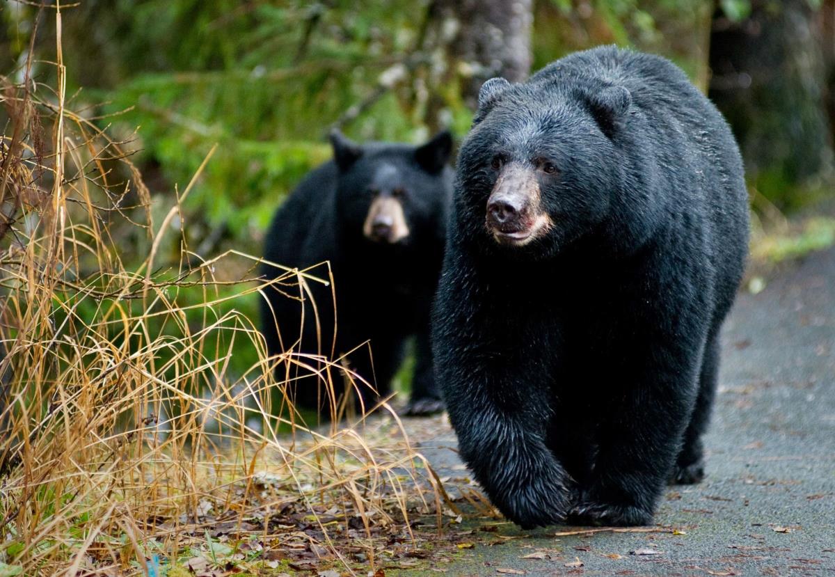 Man Interrupts Bear Sex, Pays the Price