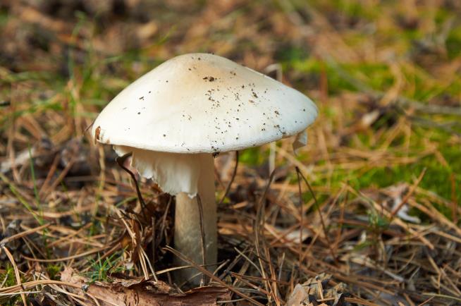 Canada's New Scourge: World's Deadliest Mushroom
