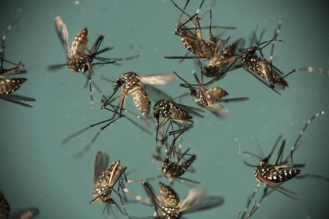 Mosquitoes Transmitting Zika in Another Fla. Neighborhood