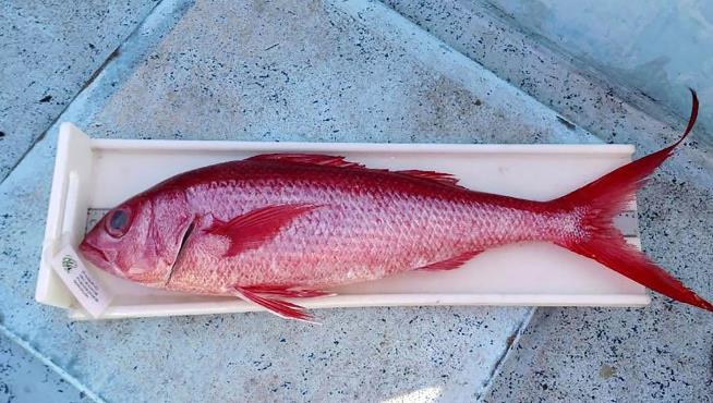 The New Bride Ordered Fish. It Was a 'Death Sentence'