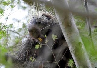 Woman's Mystery Chest Pains Caused by Porcupine Quill